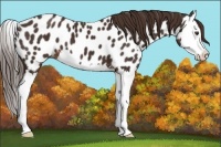 Horse Color:Liver Chestnut Sabino Splash Appaloosa 