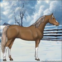 Horse Color:Chocolate Palomino 