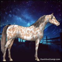 Horse Color:Amber Champagne Appaloosa  and Amber Champagne Appaloosa 