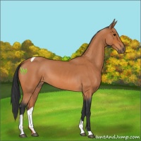 Horse Color:Bay Roan Tobiano 