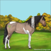Horse Color:Bay Roan Dun Tobiano 