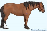 Horse Color:Bay Splash and Bay
