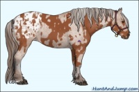 Horse Color:Bay and Bay Appaloosa