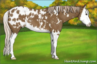Horse Color:White Spotted Chocolate Palomino Splash Appaloosa