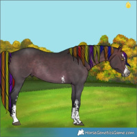 Horse Color:Gray Painted Brown Dun Sabino Rabicano 