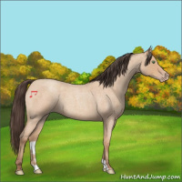Horse Color:Amber Champagne Roan 
