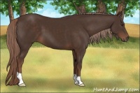 Horse Color:Liver Chestnut 