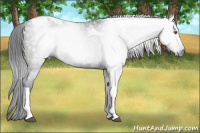 Horse Color:Gray Brown Tobiano