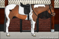 Horse Color:Bay Tobiano 