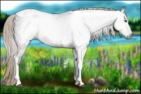 Horse Color:Gray Chocolate Palomino Tobiano Appaloosa 