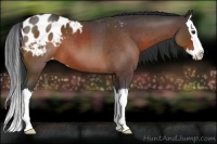 Horse Color:Brown Roan Sabino Splash Appaloosa 