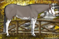 Horse Color:Grullo Sabino Splash  and Grullo Sabino Splash 
