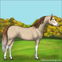 Horse Color:Red Dun Splash 