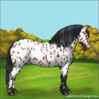 Horse Color:Bay Appaloosa