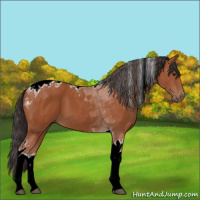 Horse Color:Bay Tobiano 