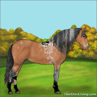 Horse Color:Bay Tobiano 