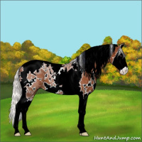 Horse Color:White Spotted Silver Bay Splash Tobiano 