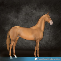 Horse Color:Gray Gold Champagne 