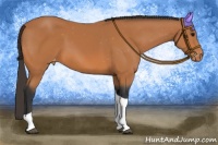 Horse Color:Bay Tobiano Appaloosa 