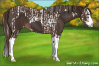 Horse Color:Liver Chestnut Sabino Splash Tobiano Varnish  and Liver Chestnut Sabino Splash Varnish 