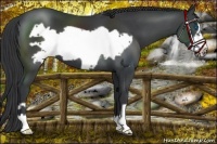 Horse Color:Black Frame