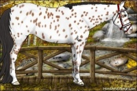 Horse Color:Bay Near Leopard