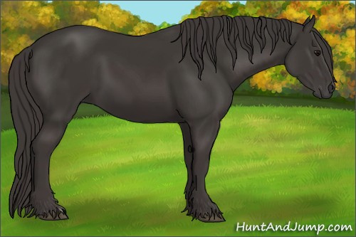 Horse Color:Smoky Black 