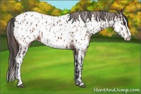 Horse Color:Brown Sabino Splash Appaloosa  and Bay Sabino Splash Appaloosa 