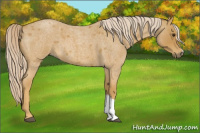 Horse Color:Palomino Roan 