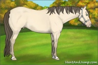 Horse Color:Amber Cream Champagne Dun 