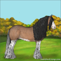 Horse Color:Bay Dun  and Bay Dun Splash 