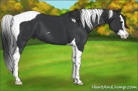 Horse Color:Black Splash Tobiano