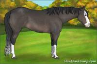 Horse Color:Brown Dun Splash 