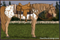 Horse Color:Chestnut Appaloosa Rabicano 
