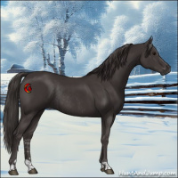 Horse Color:Smoky Black  and Smoky Black Rabicano 