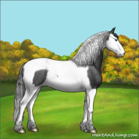 Horse Color:Blue Roan Splash Tobiano Rabicano