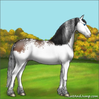 Horse Color:White Spotted Brown Splash 