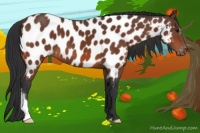 Horse Color:Bay Near Leopard 