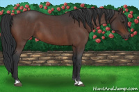 Horse Color:Brown Roan