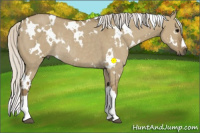 Horse Color:White Spotted Silver Smoky Grullo Rabicano