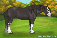 Horse Color:Smoky Black  and Smoky Black Splash 