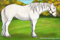 Horse Color:Perlino Splash and Perlino Splash
