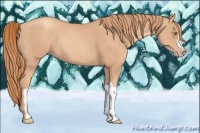 Horse Color:Gold Champagne Rabicano