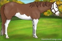 Horse Color:Chestnut Splash 