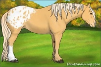 Horse Color:Palomino Appaloosa