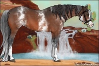 Horse Color:White Spotted Bay Splash 