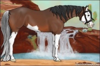 Horse Color:Bay Splash 