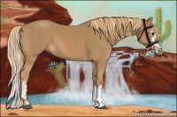Horse Color:Chestnut Splash 