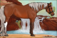 Horse Color:Silver Bay 