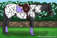 Horse Color:Black Appaloosa 